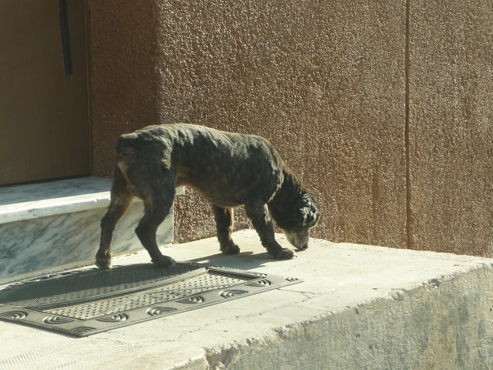 dog outdoors