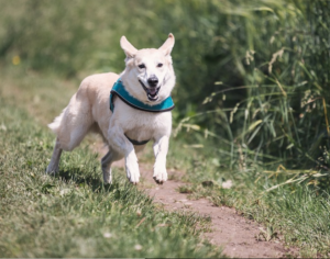 dog on training