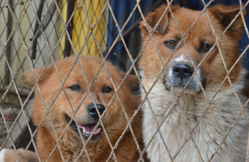 dogs behind fence