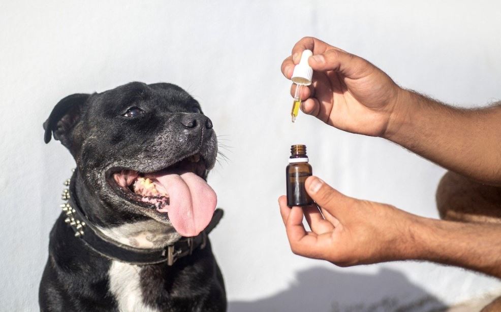 CBD oil